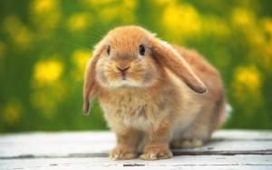 European Rabbit Kitten European Rabbit Kitten Image