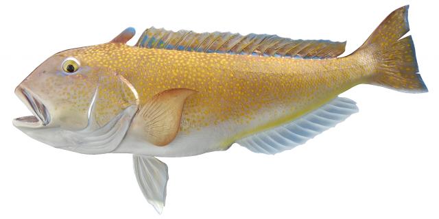 Image result for Tilefish  fish