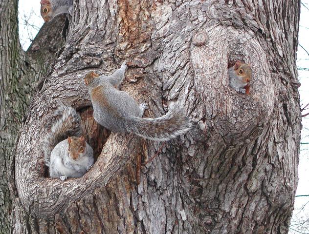 Black Squirrel Killing Grey Squirrels Diet