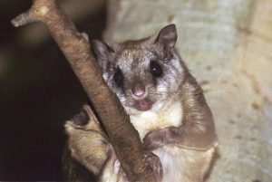 NORTHERN FLYING SQIRREL NORTHERN FLYING SQUIRREL PICTURE