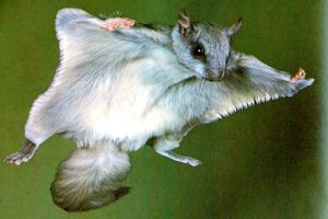 NORTHERN FLYING SQUIRREL IN FLYING