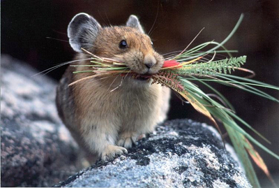 Picture of American Pika