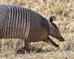 picture of nine banded armadillo