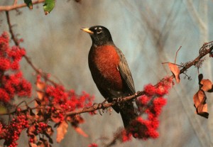 American Robin American Robin Picture