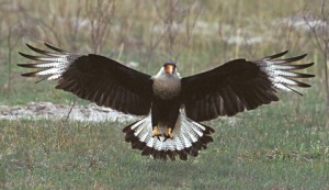 Images of Crested Caracara