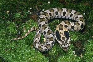 Eastern Hognose Snake Moving