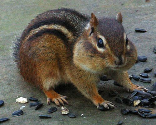 [Image: Eastern-Chipmunk-Photos.jpg]