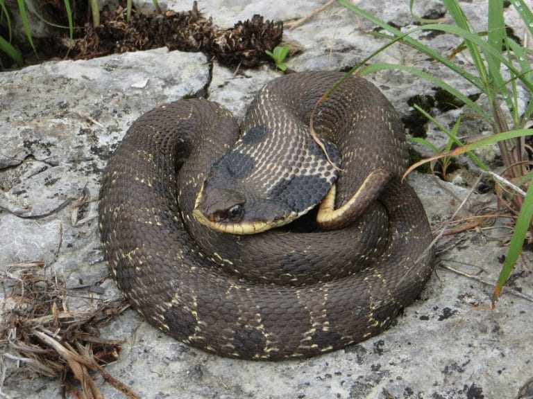 Eastern Hognose Snake Facts, Habitat, Venom and Pictures