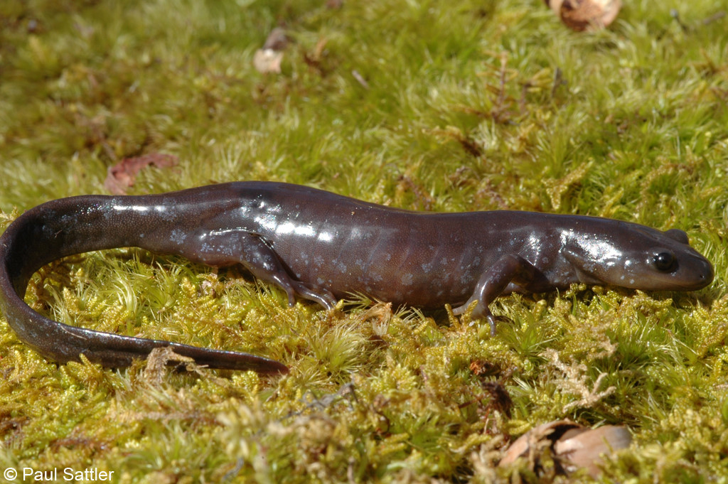 What are some salamander facts?