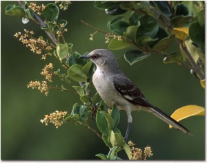 Picture of Nothern Mockingbird