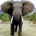 African Elephant African Elephant Pictures