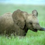 African Elephant Baby African Elephant Baby Pictures