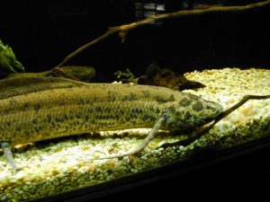 African lungfish Pictures Pictures of African lungfish