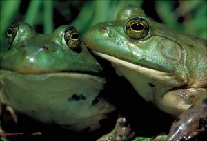 American Bullfrog Pictures Picture of American Bullfrog