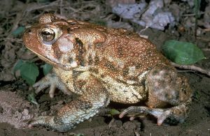 American Toad American Toad Picture