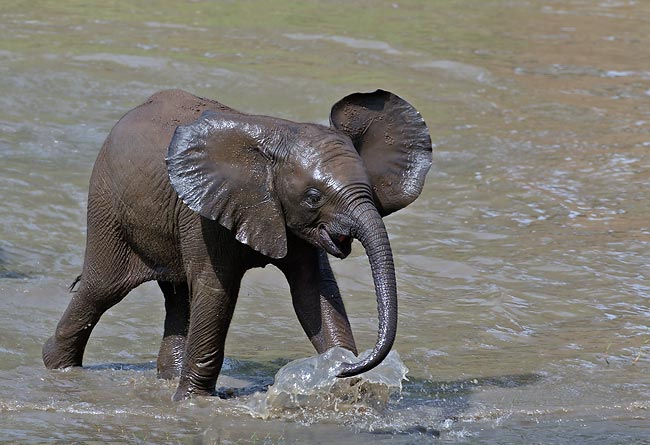 Baby-Elephant-Pictures.jpg
