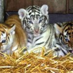 Bengal Tiger Cub Pictures