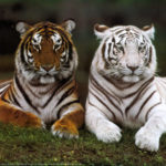 Bengal Tiger Pictures