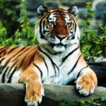 Pictures of Bengal Tiger