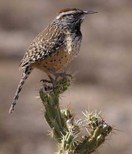 Cactus Wren Picture