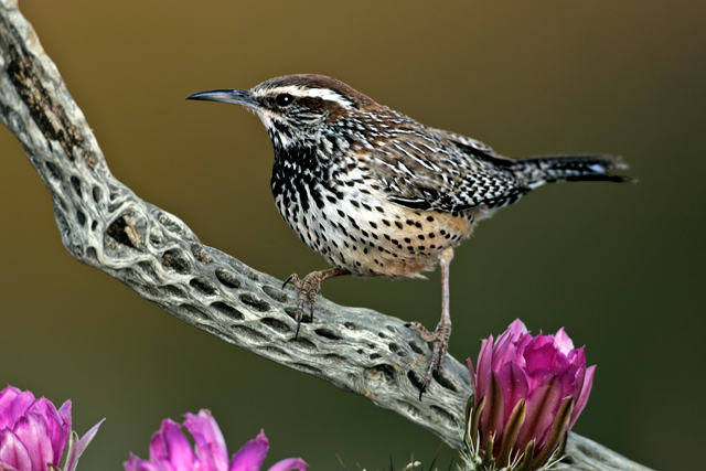 Cactus Wren