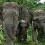 Elephant Elephant Images
