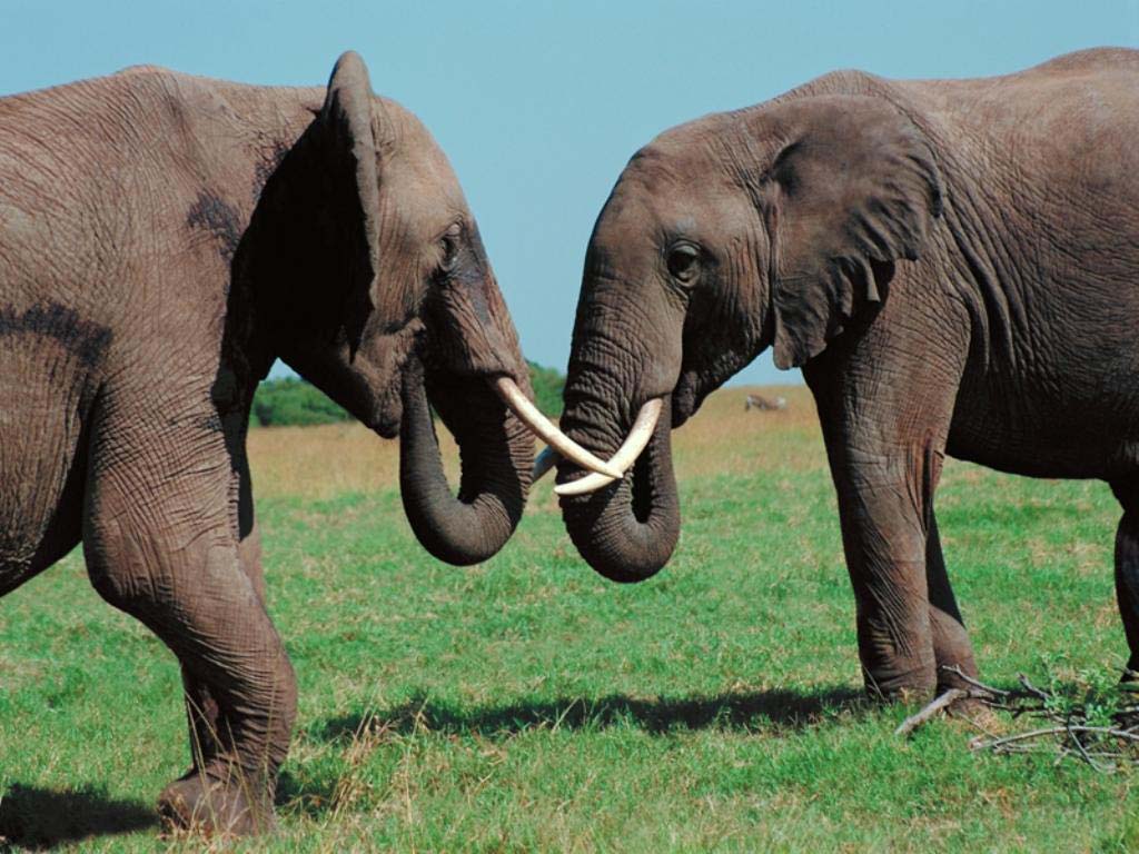http://www.animalspot.net/wp-content/uploads/2011/09/Elephant-Image.jpg