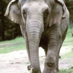 Elephant Pics Pics of Elephant