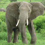 Elephant Pictures Pictures of Elephant