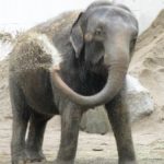 Elephant Spray Elephant Spraying Water