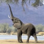 Elephant Wallpaper wallpaper of Elephant