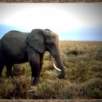 Elephant Wallpapers wallpapers of Elephant