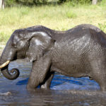 Elephants Elephants Picture