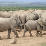 Elephants Images Images of Elephants