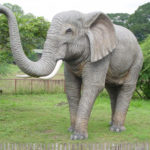 Elephants Photos Photos of Elephants