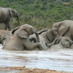 Elephants Pictures Pictures of Elephants