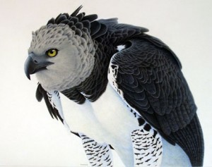 Images of Harpy Eagle
