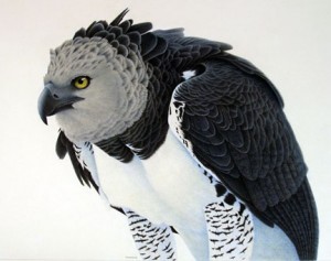 Harpy Eagle Images Images of Harpy Eagle