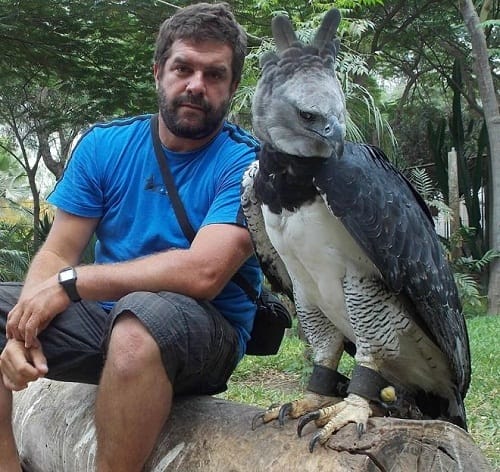 Harpy Eagle Harpy Eagle