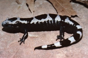 Marbled Salamander Pictures Pictures of Marbled Salamander