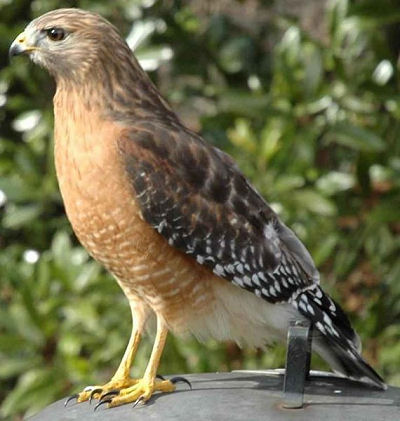  Tailed Hawk on Picture 1 Red Shouldered Hawk Source Carterbedford Files Wordpress Com