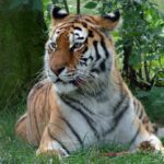 Images of Siberian Tiger
