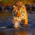 Tiger Picture