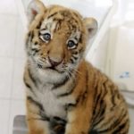 Pictures of Tiger Cubs