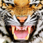 Pictures of Tiger Face