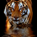 Image of Tiger