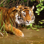 Images of Tiger