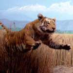 Tiger Jump Pictures