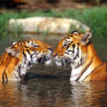 Photos of Tiger