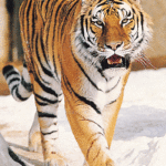 Pictures of Tiger
